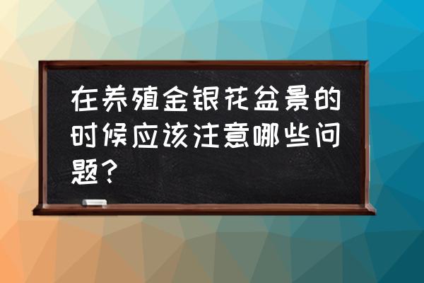 金银花盆栽 在养殖金银花盆景的时候应该注意哪些问题？