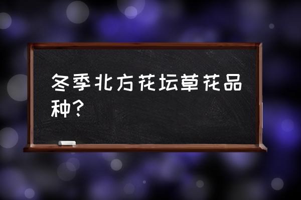 冬季草花品种大全 冬季北方花坛草花品种？