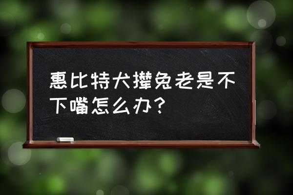 晚上逮兔子照灯技巧 惠比特犬撵兔老是不下嘴怎么办？