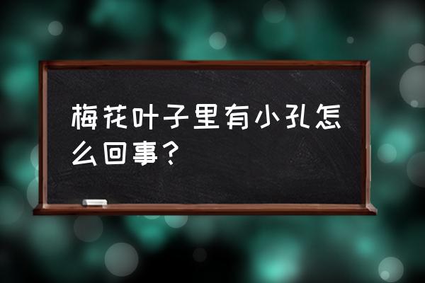 梅花叶子照片 梅花叶子里有小孔怎么回事？