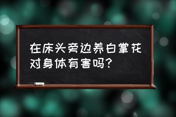 白掌有人说家里不能养 在床头旁边养白掌花对身体有害吗？