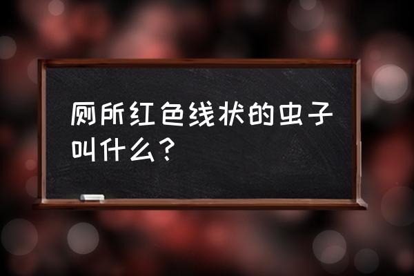 怎么消灭厕所有红色线虫 厕所红色线状的虫子叫什么？