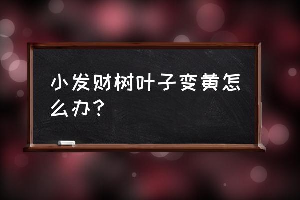 发财树黄叶掉叶怎样补救 小发财树叶子变黄怎么办？