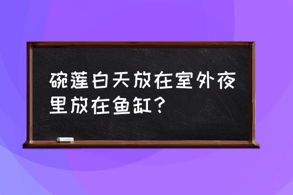 碗莲放在家里不吉利 碗莲白天放在室外夜里放在鱼缸？