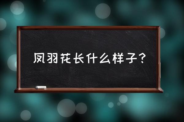 大唐凤羽兰花价格 凤羽花长什么样子？