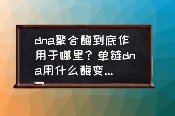 dna连接酶作用于哪里图 dna聚合酶到底作用于哪里？单链dna用什么酶变成双链？