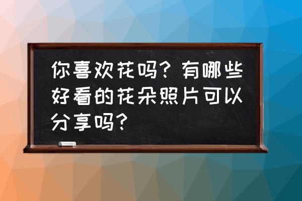 菊花长什么样子图片 你喜欢花吗？有哪些好看的花朵照片可以分享吗？