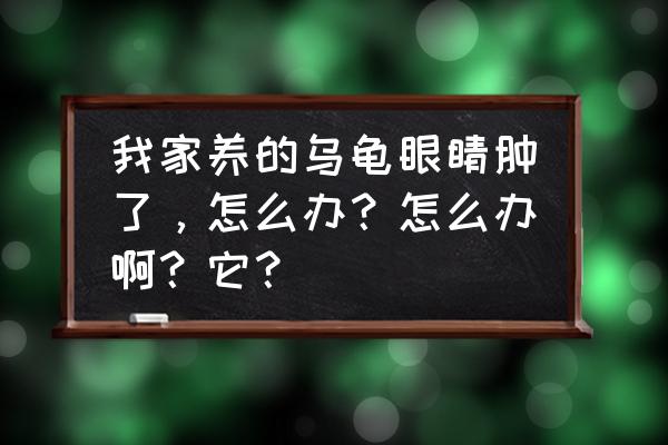 小乌龟眼睛发白肿胀是怎么引发的 我家养的乌龟眼睛肿了，怎么办？怎么办啊？它？