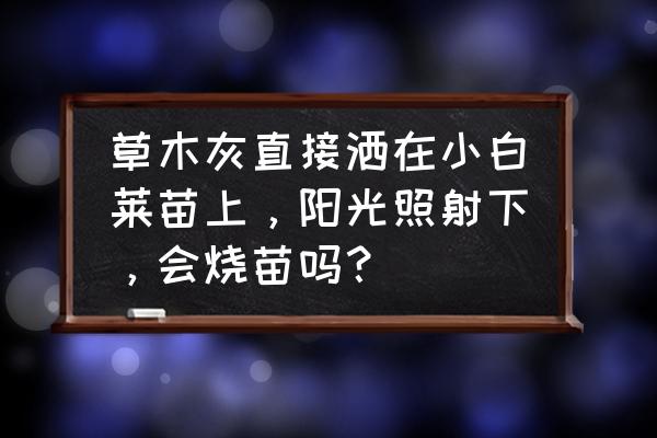 然字左上角的字读什么 草木灰直接洒在小白莱苗上，阳光照射下，会烧苗吗？