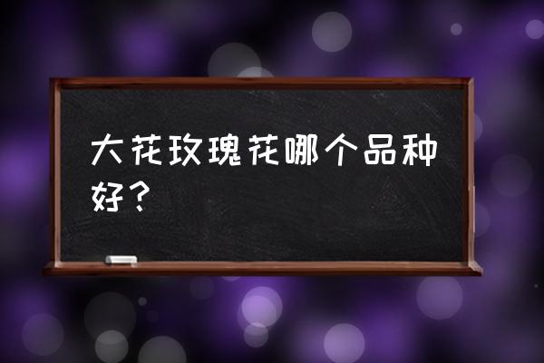 奥斯汀十大切花月季 大花玫瑰花哪个品种好？