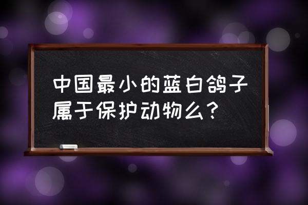 哪些鸽子不算保护动物 中国最小的蓝白鸽子属于保护动物么？