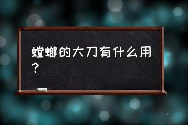 螳螂捕食老鼠 螳螂的大刀有什么用？