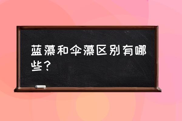 蓝藻是植物吗 蓝藻和伞藻区别有哪些？