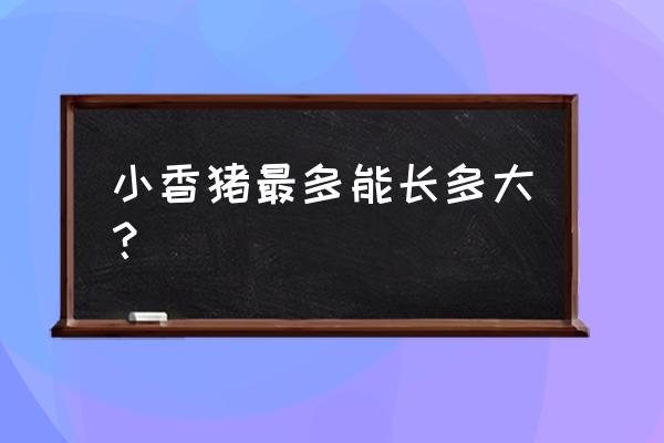 果子狸一般多少斤一个 小香猪最多能长多大？