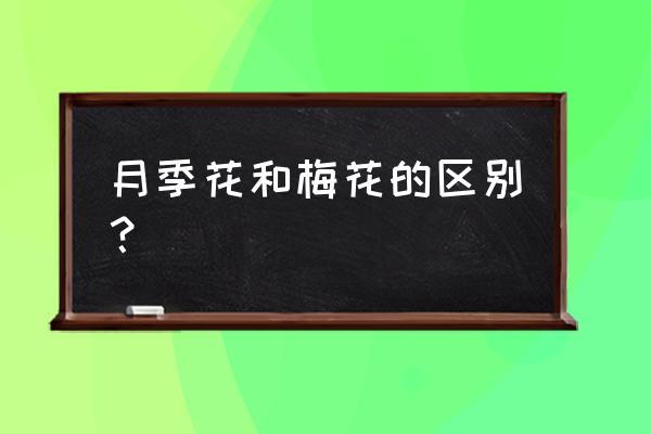 刺梅花的养殖方法 月季花和梅花的区别？