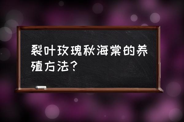 裂叶秋海棠的图片大全 裂叶玫瑰秋海棠的养殖方法？