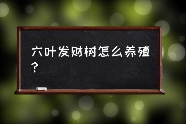 发财树的家庭养殖方法 六叶发财树怎么养殖？