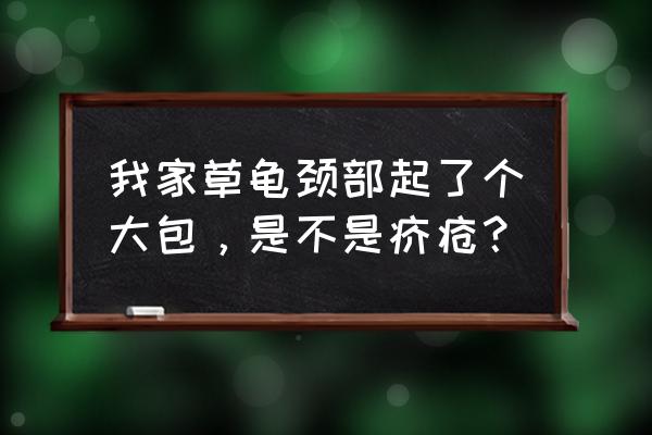 疥疮能自愈吗 我家草龟颈部起了个大包，是不是疥疮？