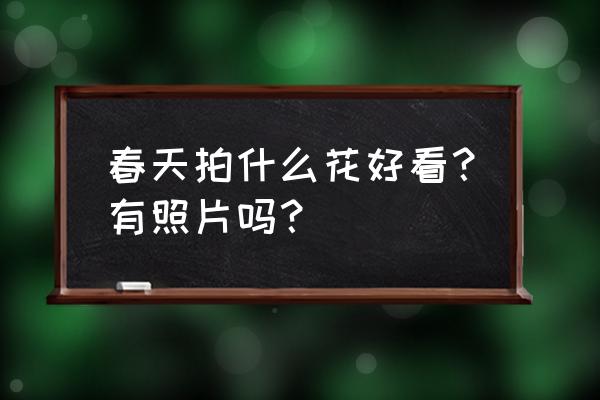 春季花卉推荐 春天拍什么花好看？有照片吗？