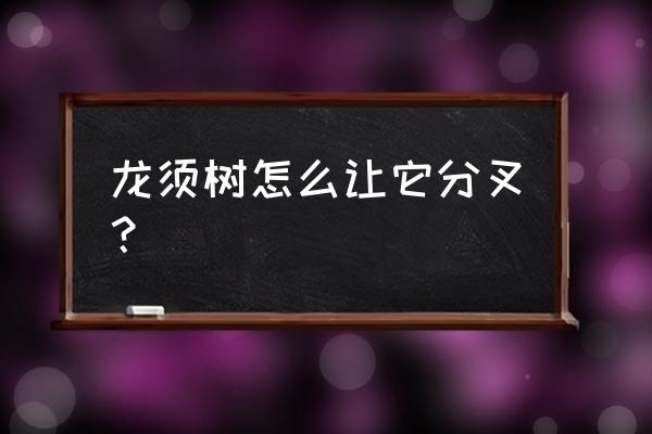 龙须树扦插生根最快方法 龙须树怎么让它分叉？