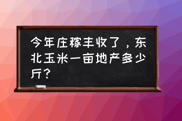 黑龙江大丰收 今年庄稼丰收了，东北玉米一亩地产多少斤？