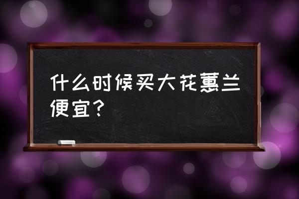 大花蕙兰基地批发便宜 什么时候买大花蕙兰便宜？