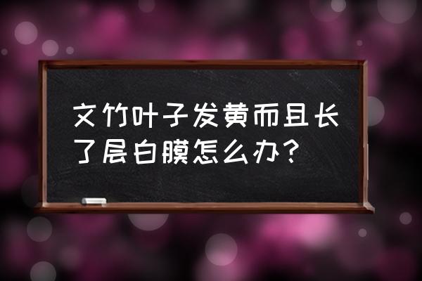 文竹叶子发黄怎么办 文竹叶子发黄而且长了层白膜怎么办？