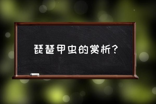 琵琶甲虫收购厂家 琵琶甲虫的赏析？