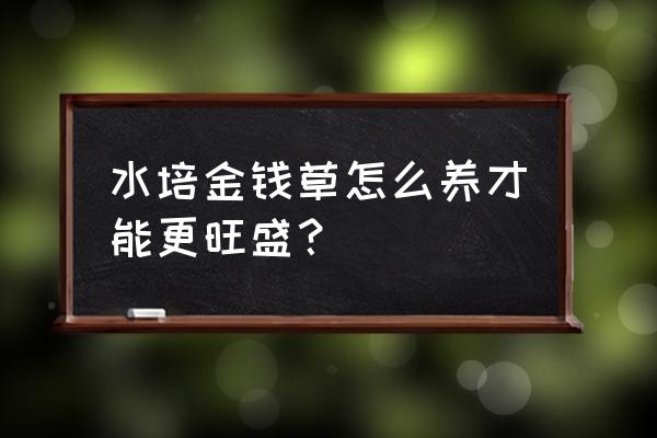 金钱草水养的正确方法 水培金钱草怎么养才能更旺盛？