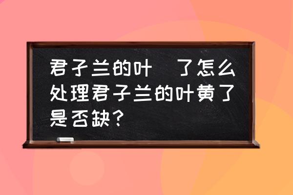 君子兰叶子发黄的解决方法 君孑兰的叶黃了怎么处理君子兰的叶黄了是否缺？