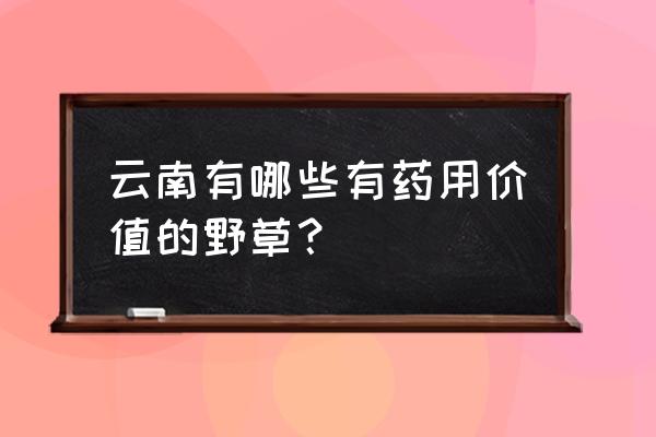 犁头草的功效与作用 云南有哪些有药用价值的野草？