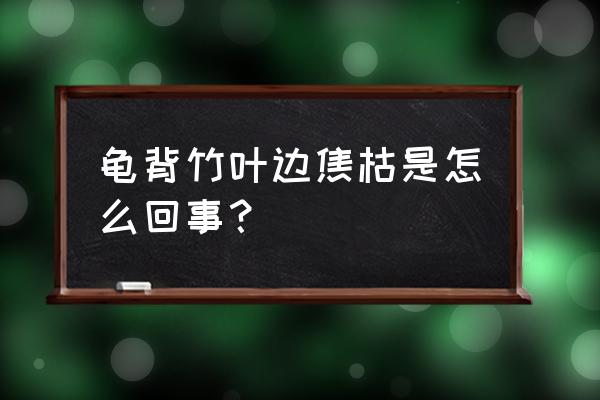 龟背竹叶子边缘发黄怎么办 龟背竹叶边焦枯是怎么回事？