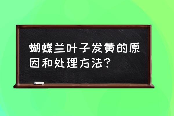 蝴蝶兰突然黄叶烂掉了怎么回事 蝴蝶兰叶子发黄的原因和处理方法？