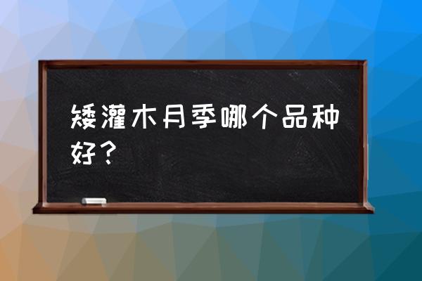 灌木月季排名前十名 矮灌木月季哪个品种好？