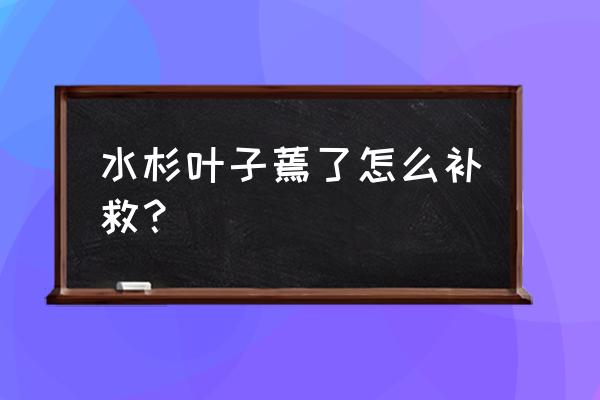 水杉盆景图片大全 水杉叶子蔫了怎么补救？