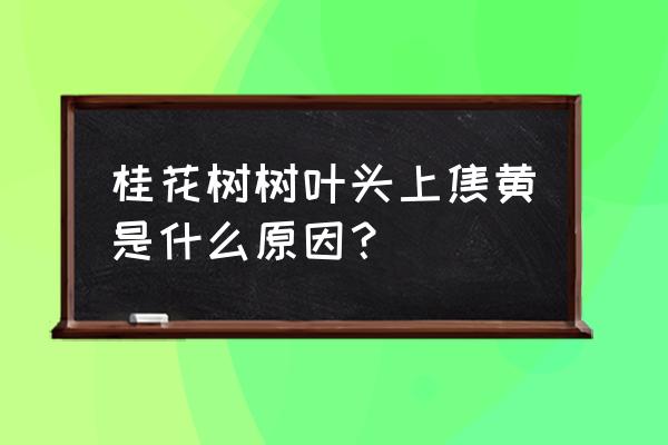 桂花叶子发黄打什么药 桂花树树叶头上焦黄是什么原因？