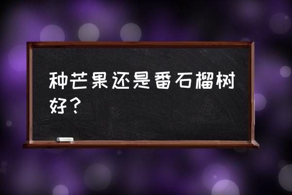 芭乐的正确吃法和禁忌 种芒果还是番石榴树好？