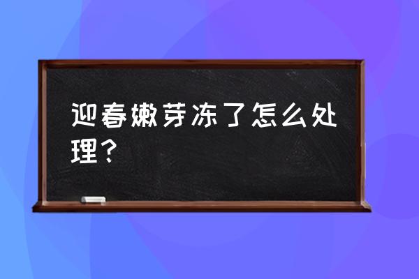 迎春花的药效和禁忌 迎春嫩芽冻了怎么处理？