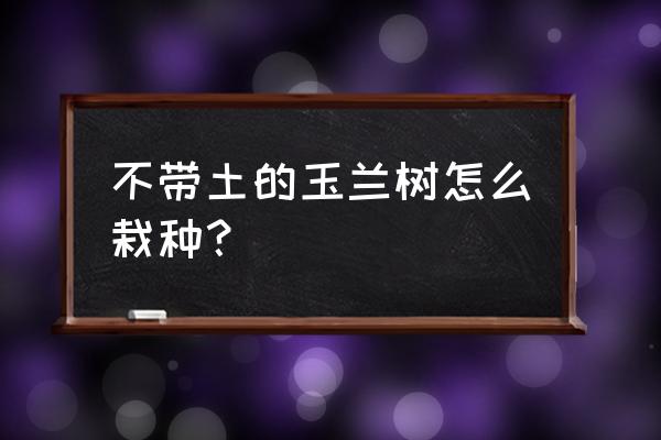 玉兰树的种植方法 不带土的玉兰树怎么栽种？