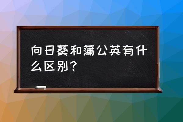 有一种像蒲公英似的花 向日葵和蒲公英有什么区别？