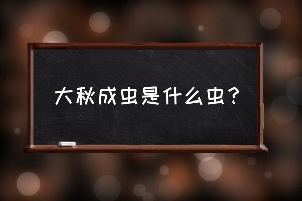 巨扁锹甲 大秋成虫是什么虫？