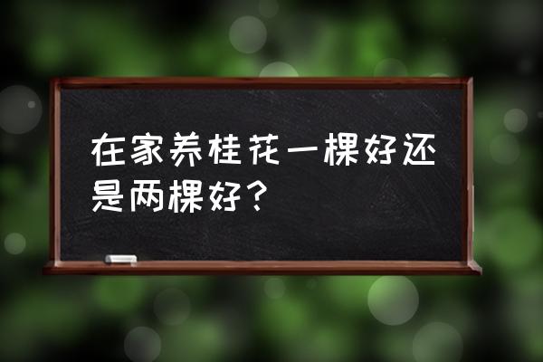 桂花为什么不能种在家里 在家养桂花一棵好还是两棵好？