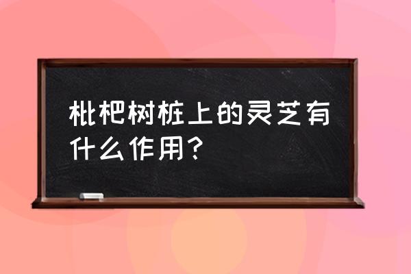 乱吃灵芝后果很严重 枇杷树桩上的灵芝有什么作用？