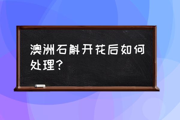 石斛花有何作用 澳洲石斛开花后如何处理？