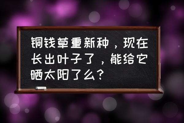 铜钱草怎么养 铜钱草重新种，现在长出叶子了，能给它晒太阳了么？