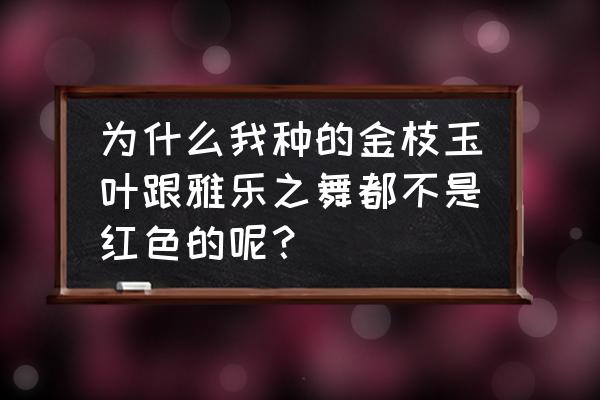 金枝玉叶变红的秘密 为什么我种的金枝玉叶跟雅乐之舞都不是红色的呢？