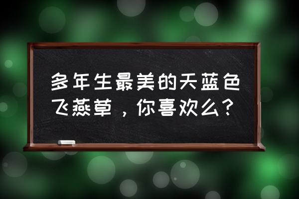 飞燕草图片 多年生最美的天蓝色飞燕草，你喜欢么？