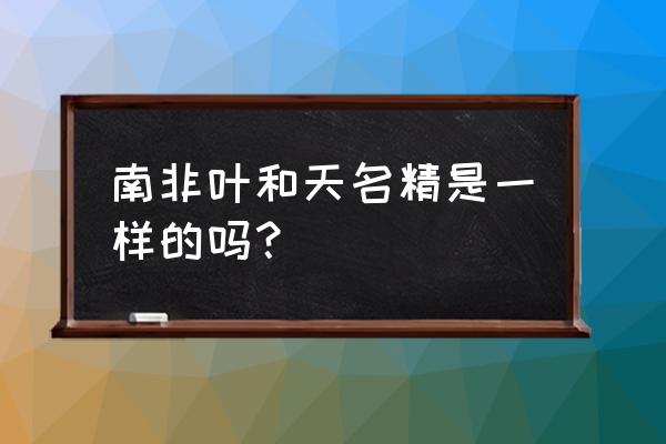 南非叶树苗多少钱一棵 南非叶和天名精是一样的吗？